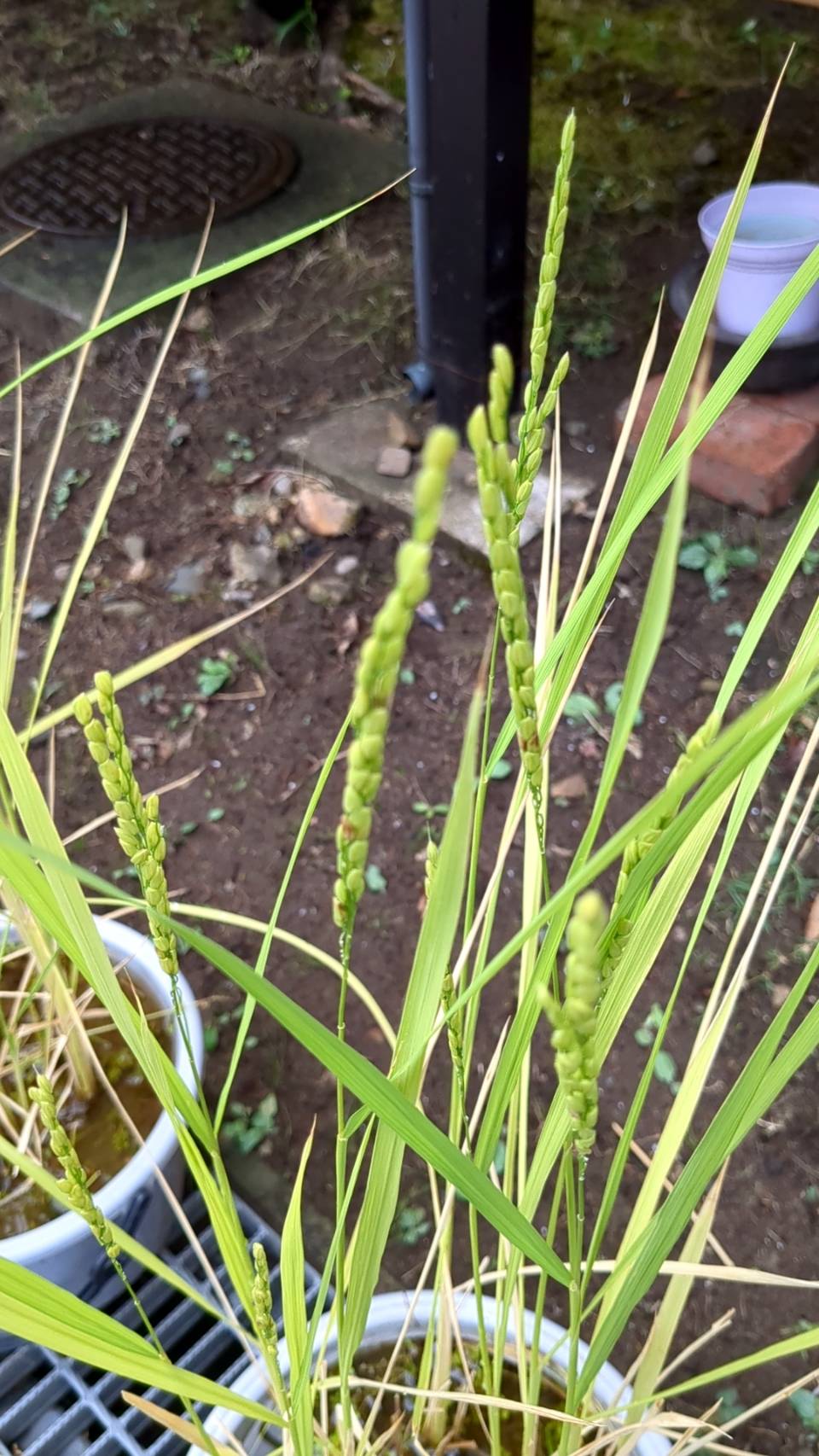 青年の日に植えた「バケツ米」に稲穂がつきました！