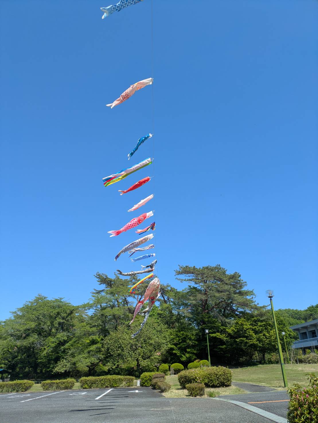 青梅の空で泳げ！あきたのこいのぼり♪