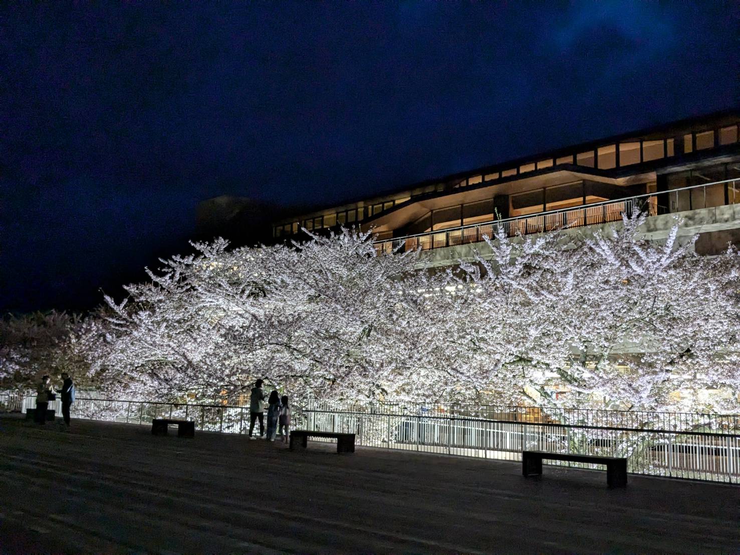 ミネちゃんの「秋田花だより」
